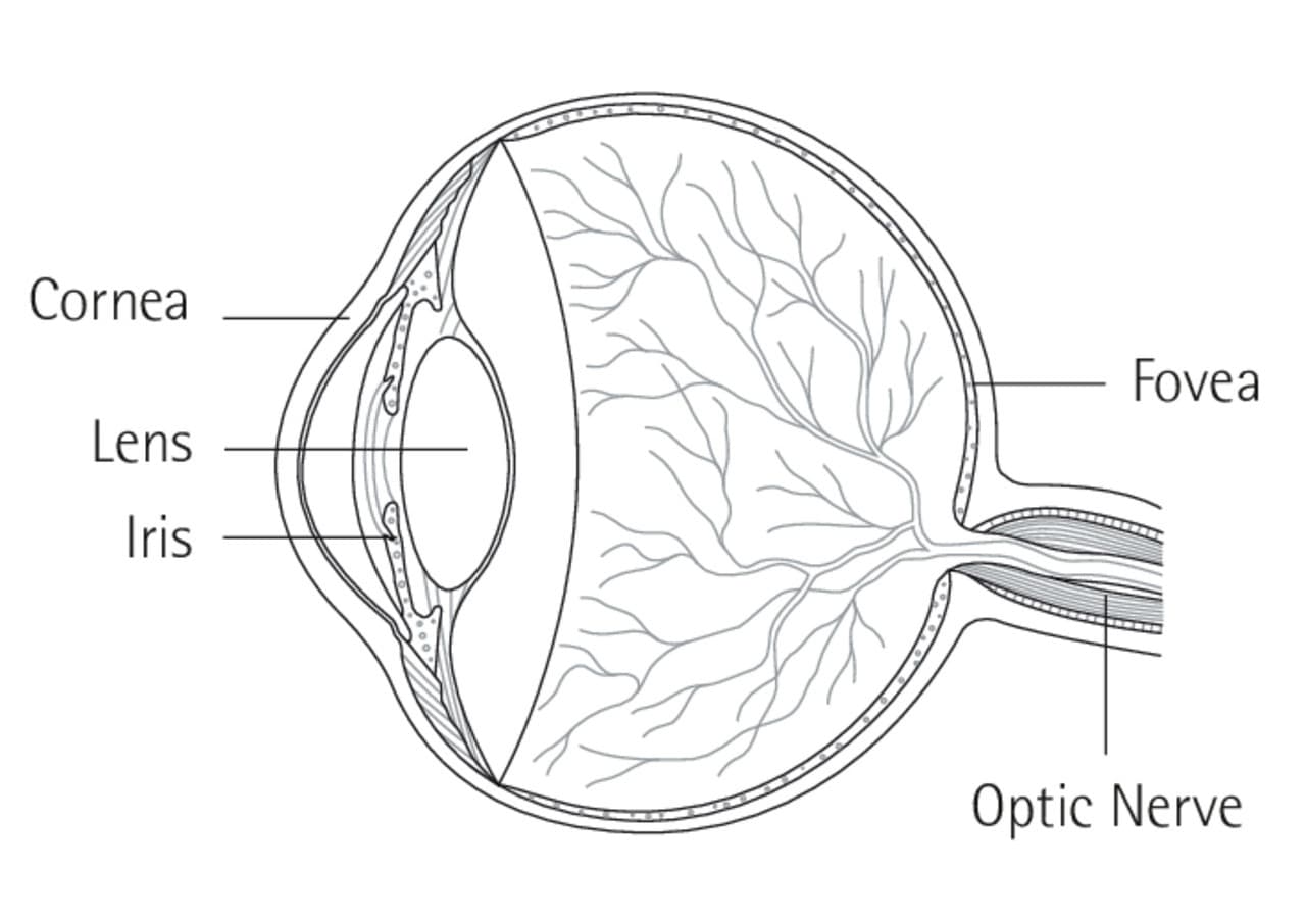 Schema des menschlichen Auges mit Hornhaut, Linse, Iris, Fovea und Sehnerv zur Erläuterung der Sehfunktion.