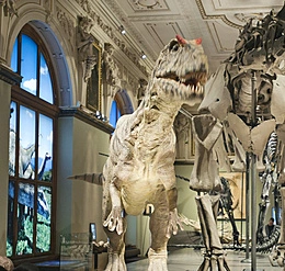 Salle des sauriens au musée d'histoire naturelle, Vienne