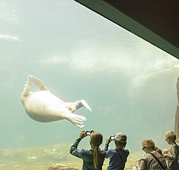 Instalación de mar glacial, zoológico Hagenbeck, Hamburgo