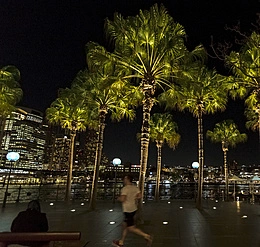 Palm Trees, Circular Quay, Sydney